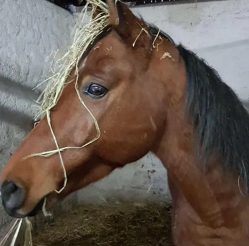 Haus Seidendorf شقة
